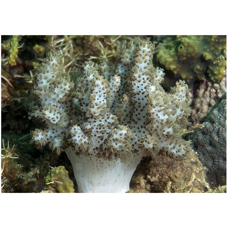 Young soft coral (Cladiella sp.) - imagine 4